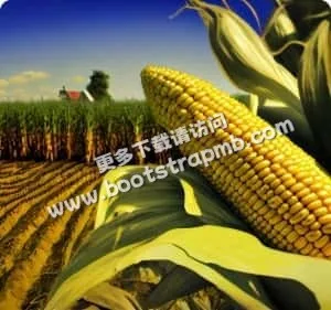 严谨的安全加密与环境检测机制 - 赏金女王